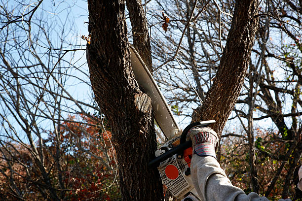 How Our Tree Care Process Works  in  Covington, OH